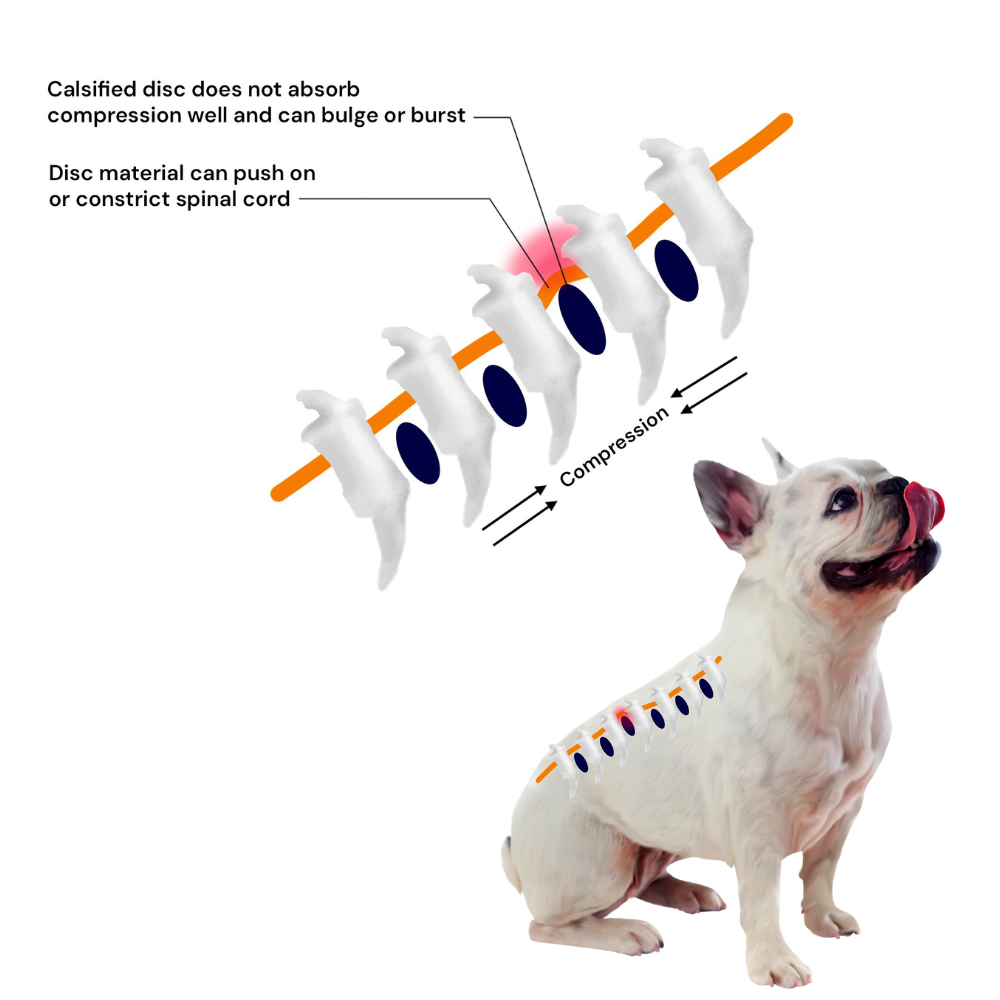 Pawvention Joint Care Chews